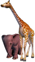 Giraffe and elephant.